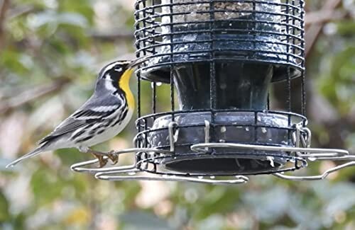 Bird perched on a bird feeder in a garden.