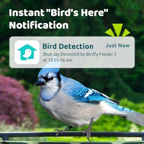 Blue Jay detection notification on bird feeder