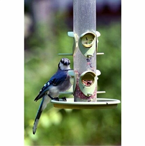 Blue jay perched on a bird feeder