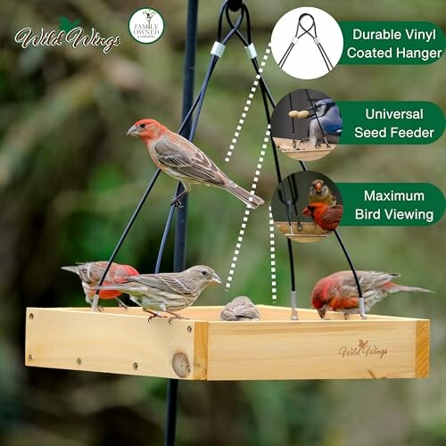 Bird feeder with multiple birds and durable vinyl coated hanger