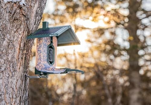 Bird feeder attached to tree with blurred background