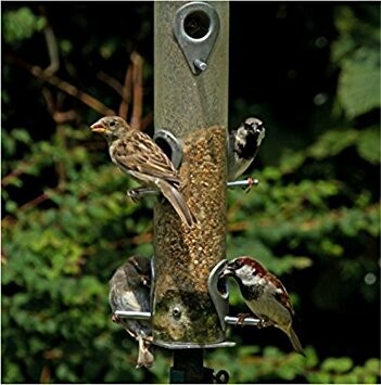 Birds feeding on a hanging bird feeder.