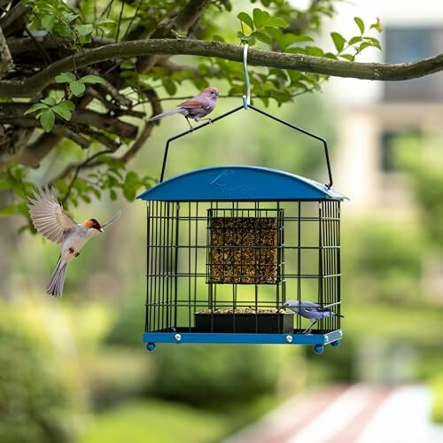 Birds around a bird feeder hanging from a tree branch.