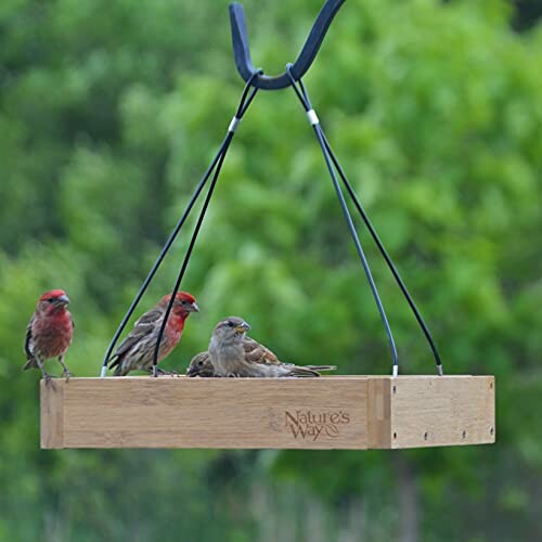 Several finches perched on a hanging wooden bird feeder.