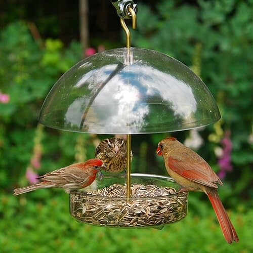 Droll Yankees Seed Saver Platform Feeder