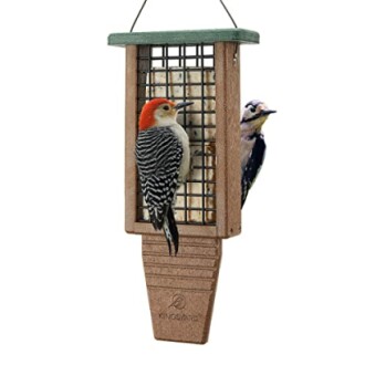 Two woodpeckers on a suet bird feeder.