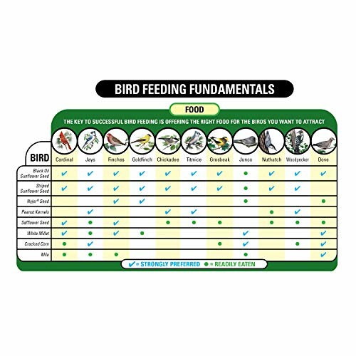 Chart showing bird feeding fundamentals with food preferences for various bird species.