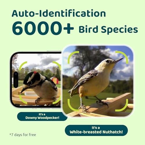 App identifying bird species with phone camera.