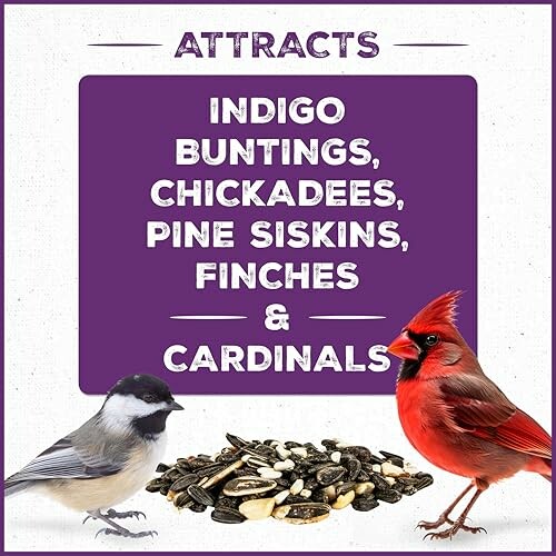 Bird seed attracts indigo buntings, chickadees, pine siskins, finches, and cardinals.