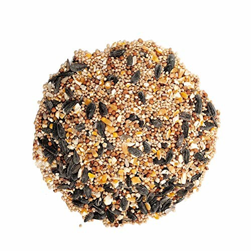 A pile of mixed bird seeds on a white background.