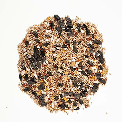 Assorted bird seed mix on white background