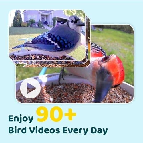 Colorful birds at a feeder with text promoting bird videos.