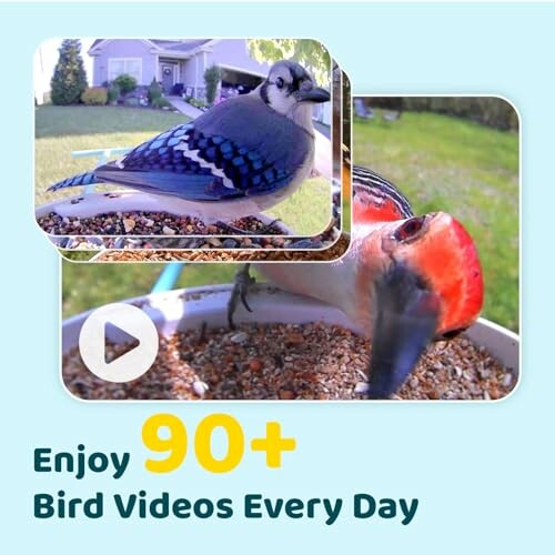 Two birds at a feeder with text 'Enjoy 90+ Bird Videos Every Day'.