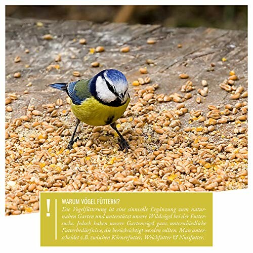 Blue tit bird feeding on seeds scattered on the ground.