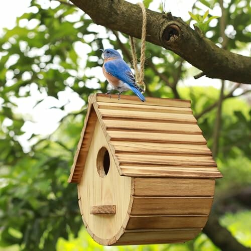 Bluebird perched on a wooden birdhouse hanging from a tree branch.