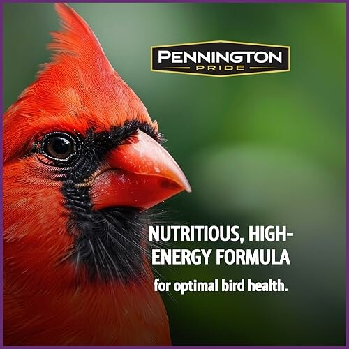 Close-up of a cardinal with text about high-energy bird formula.