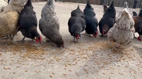 Chickens pecking at food on the ground.