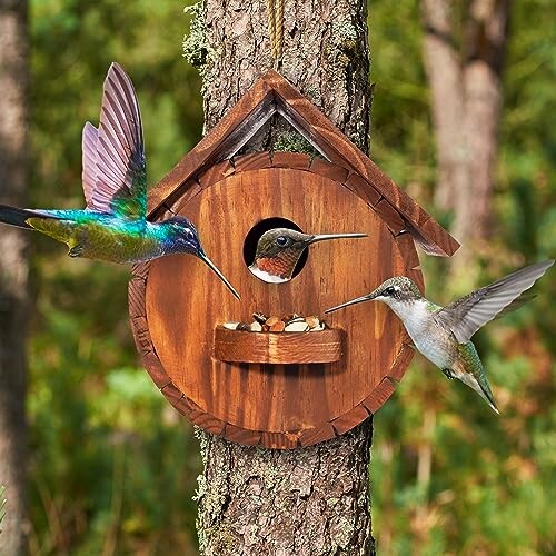 Two colorful hummingbirds at round wooden birdhouse on tree.