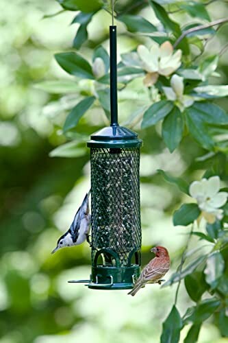 Bird feeder with two birds perched on it, surrounded by foliage.