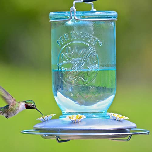 Hummingbird drinking from a blue glass feeder