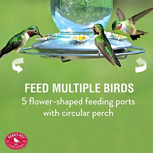 Hummingbirds feeding at a feeder with five flower-shaped ports.