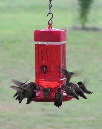 Hummingbirds feeding from a red feeder