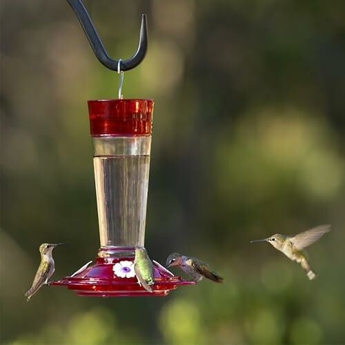 Hummingbirds feeding at a red liquid feeder