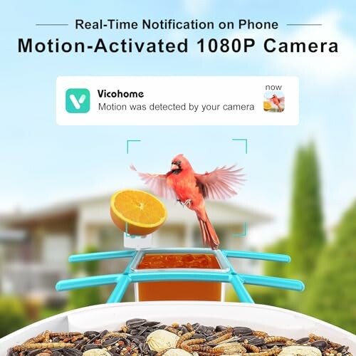 Cardinal bird triggering motion-activated camera with real-time phone notification.