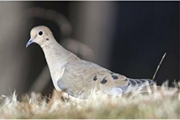 Mourning dove on grassy ground