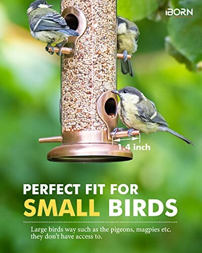 Small birds feeding from a tube bird feeder.