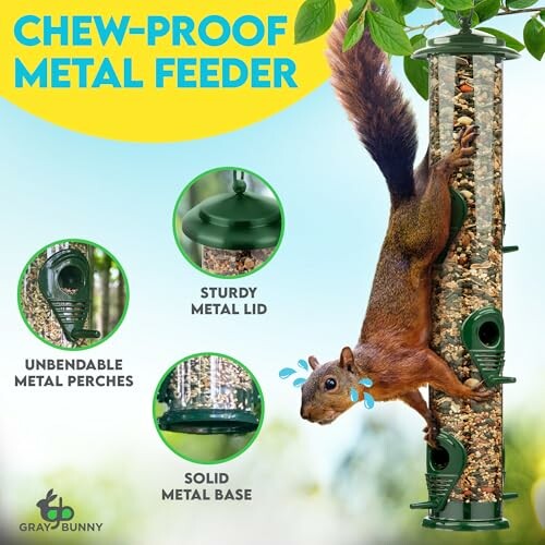 Squirrel on a chew-proof metal bird feeder with features highlighted.