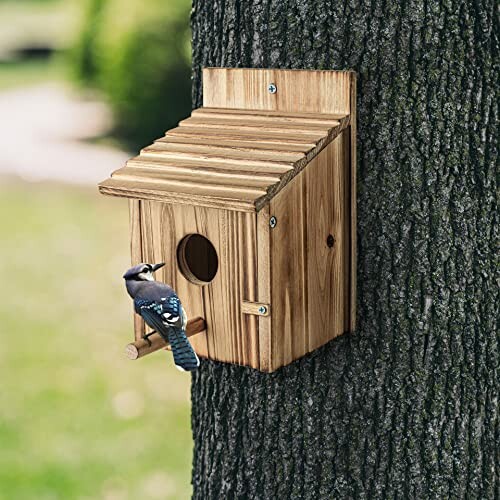 A wooden birdhouse on a tree with a blue jay perched on it