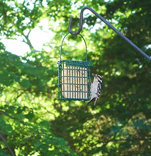 Woodpecker on a bird feeder with greenery in the background.