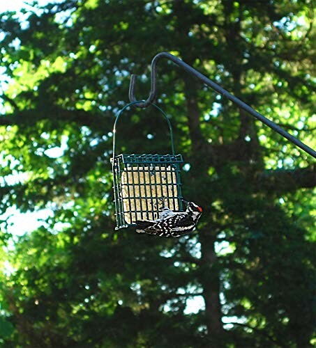 Woodpecker on a suet bird feeder in a tree