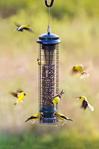 Several yellow birds feeding at a hanging bird feeder